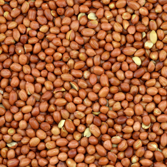 Testproduct - Biologische Pinda's met Vlies (gebakken)