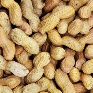 Noten in dop online te bestellen Noten in dop verkrijgbaar bij Bosscher Delicatessen.nl